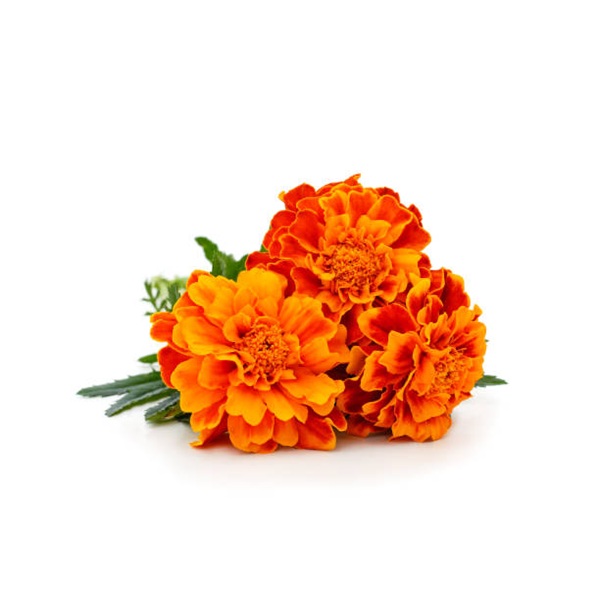 Marigold