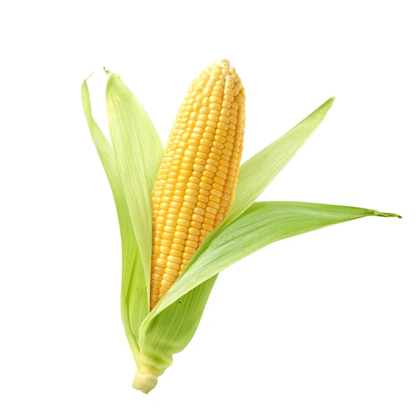 Sweet Corn